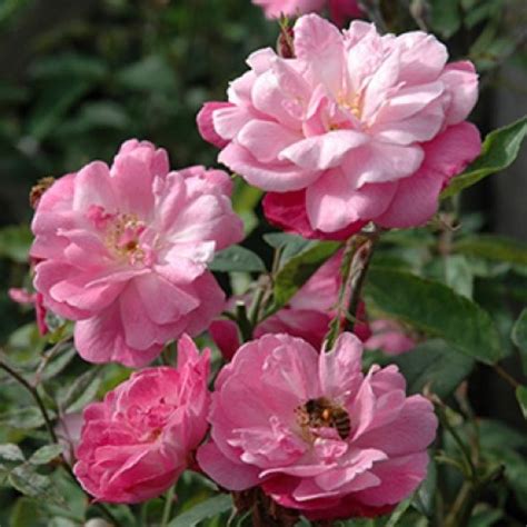 bbw rose blush|old blush rose for sale.